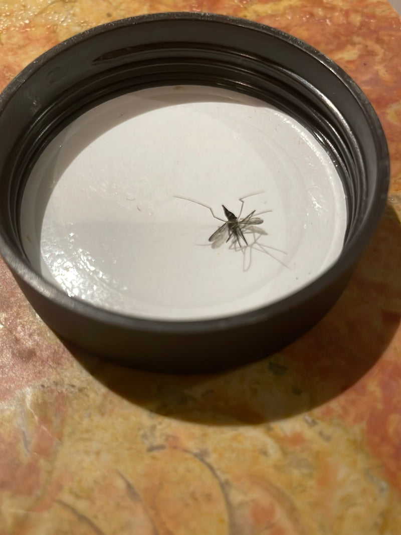 L'immagine mostra una zanzara sdraiata all'interno di un tappo a vite bianco. Le sue zampe sottili e la tipica struttura corporea sono chiaramente visibili.