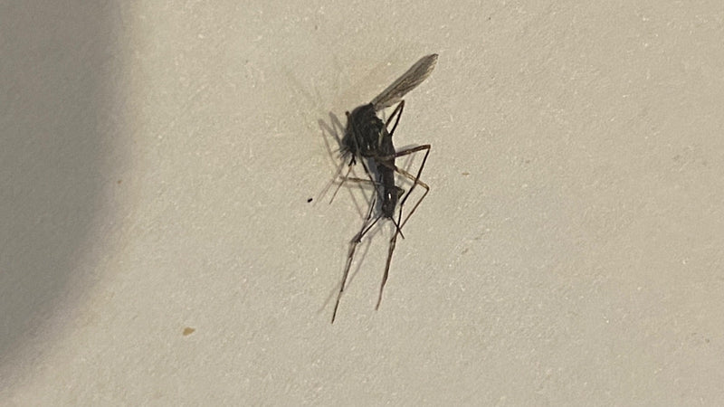 L'immagine mostra una zanzara appoggiata su una parete di colore chiaro. L'insetto mostra le sue caratteristiche zampe lunghe e la struttura corporea sottile.