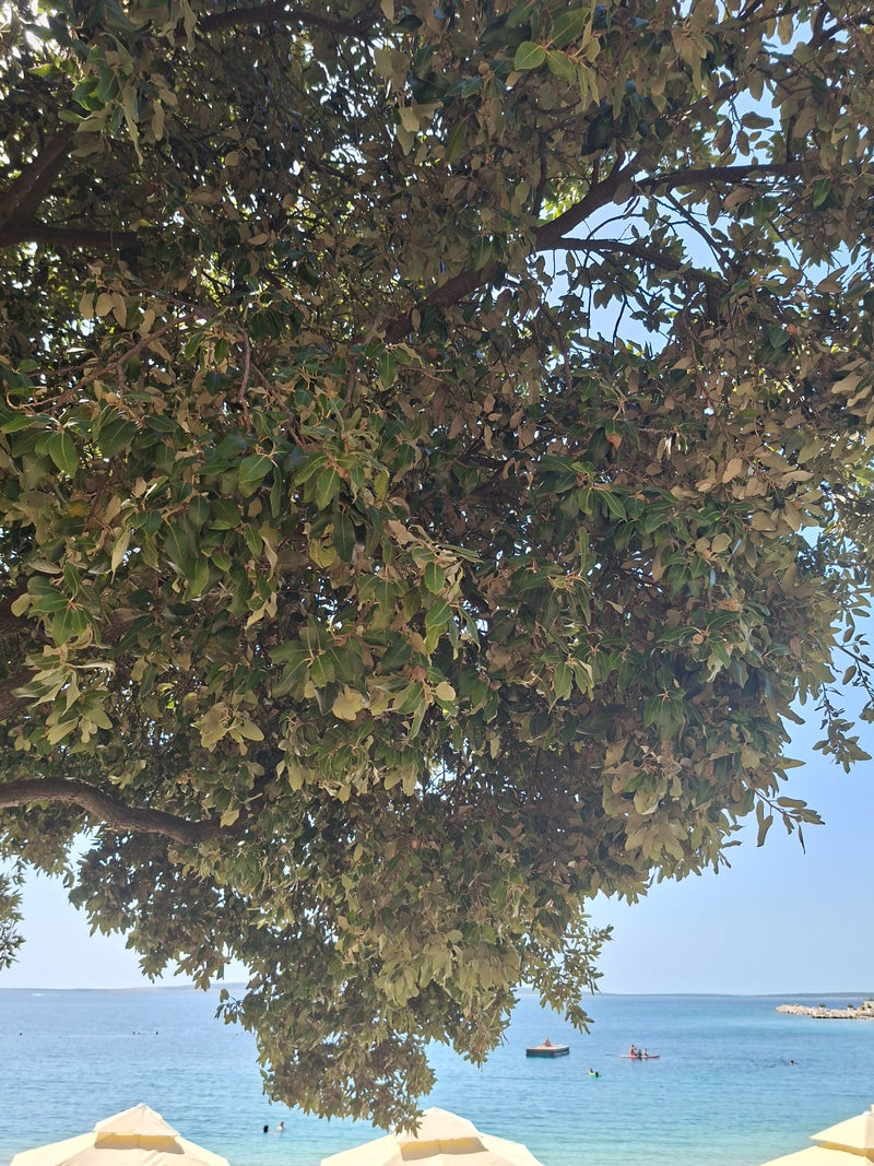 Leccio — foto 2 di 3