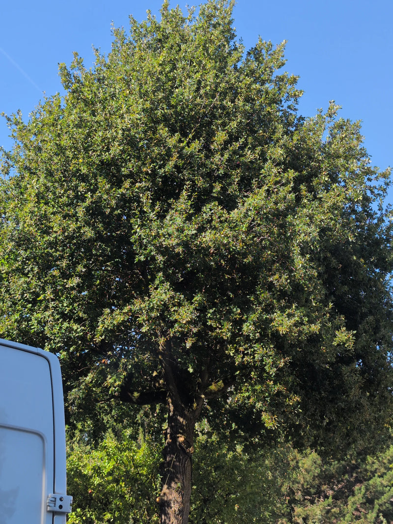 Si vede un grande albero con una densa chioma verde e tronco visibile contro un cielo blu.