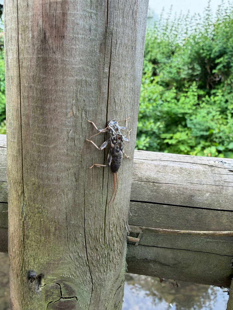 Stonefly — Bild 1