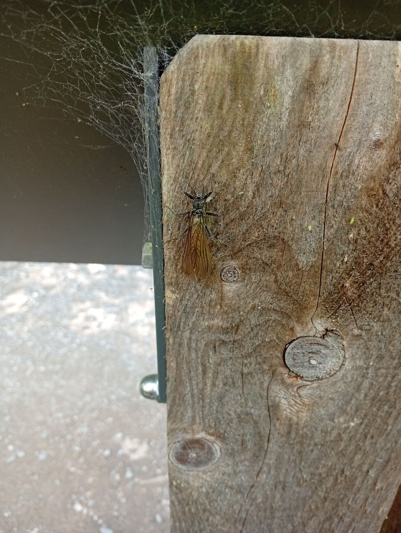 Stonefly — Bild 1