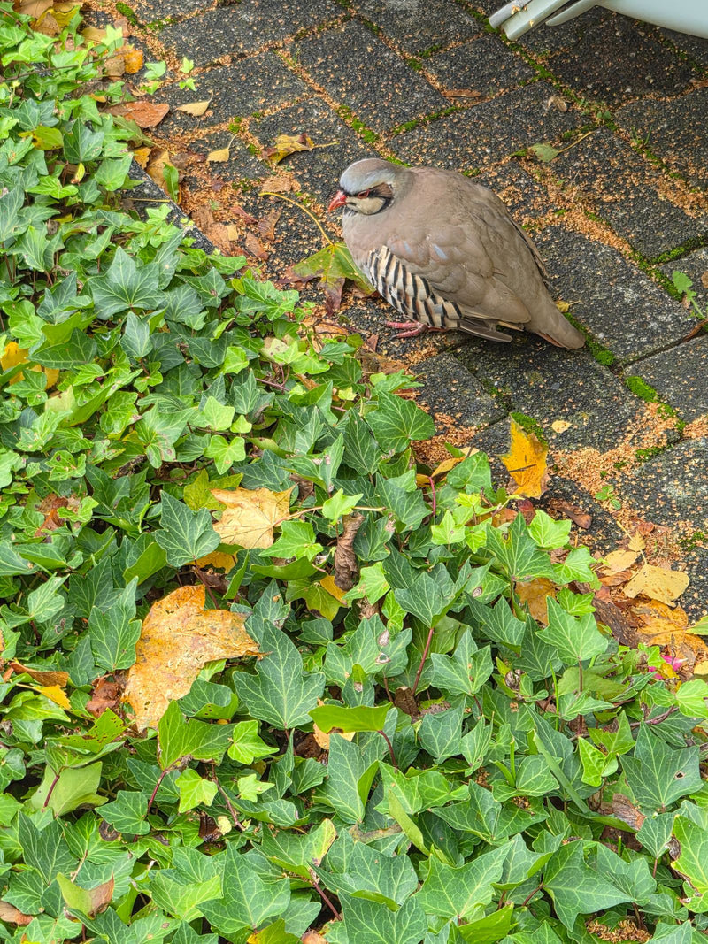 Steinhuhn — foto 1 di 1