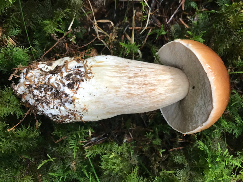 Fungo Porcino — foto 1 di 21
