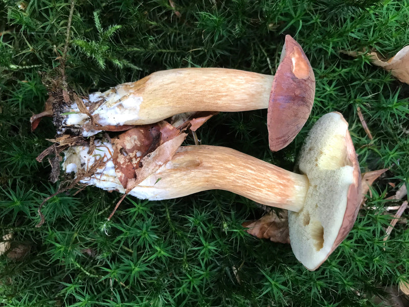 Fungo Porcino — foto 5 di 21