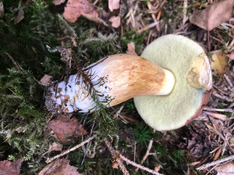 Fungo Porcino — foto 2 di 21