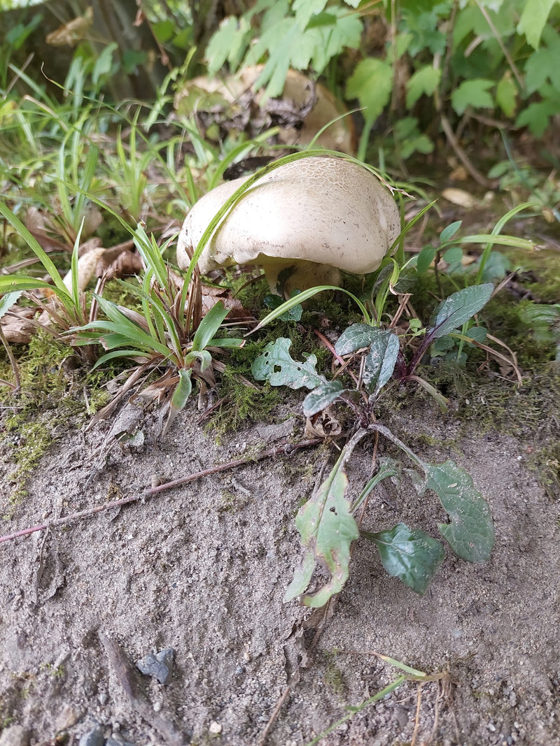 Steinpilz-Art (Boletus sp.) — foto 1 di 1