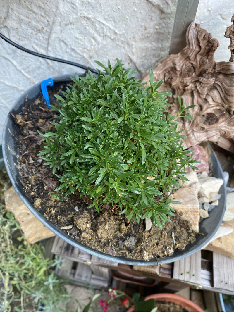 Una densa e verde Lithodora diffusa cresce a cuscino compatto in una ciotola bassa con terriccio.
