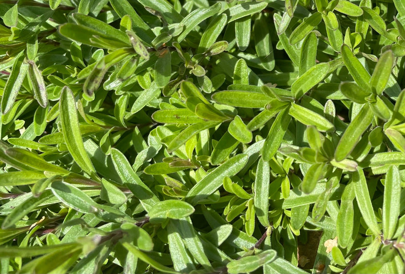 seme di pietra — foto 3 di 12