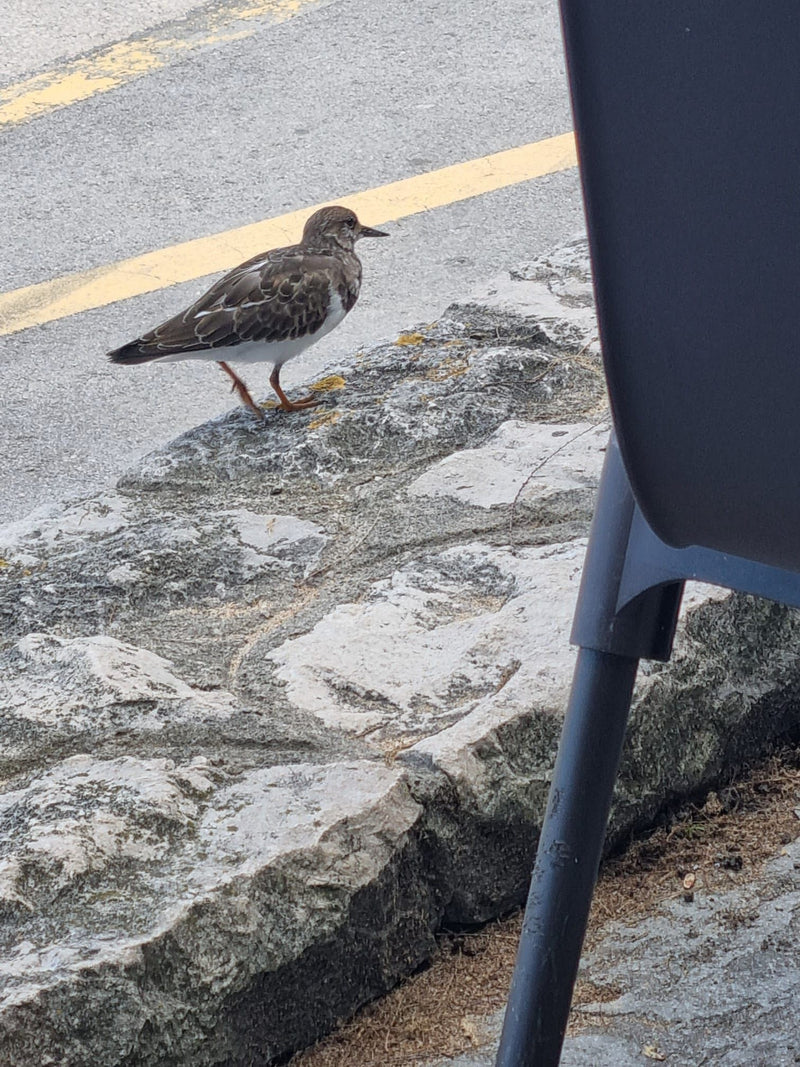 Turnstone — foto 1 di 1
