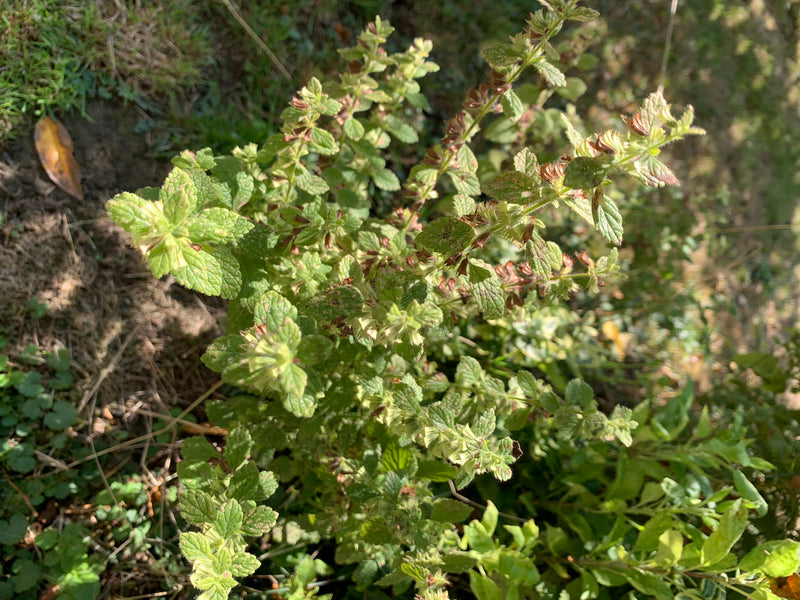 Germandro della steppa — foto 5 di 6