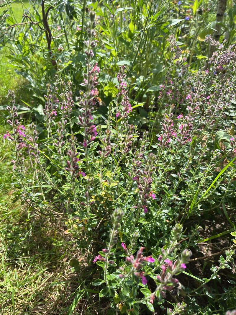 Germandro della steppa — foto 2 di 6