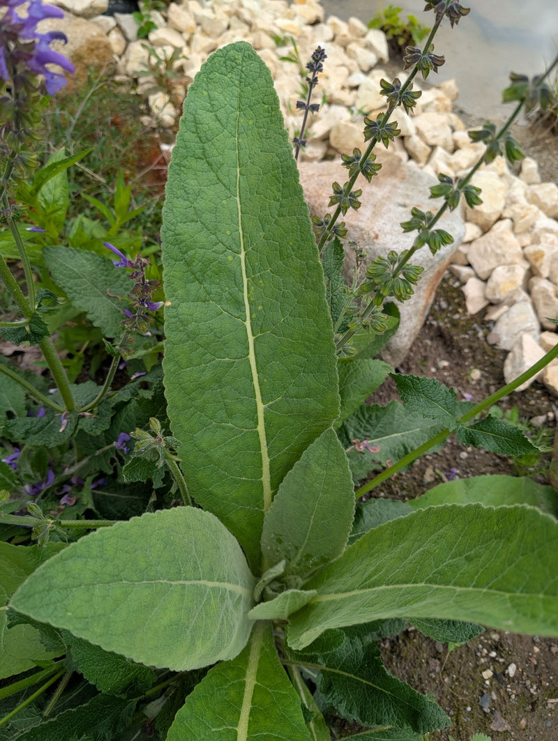 Salvia delle steppe — Bild 1