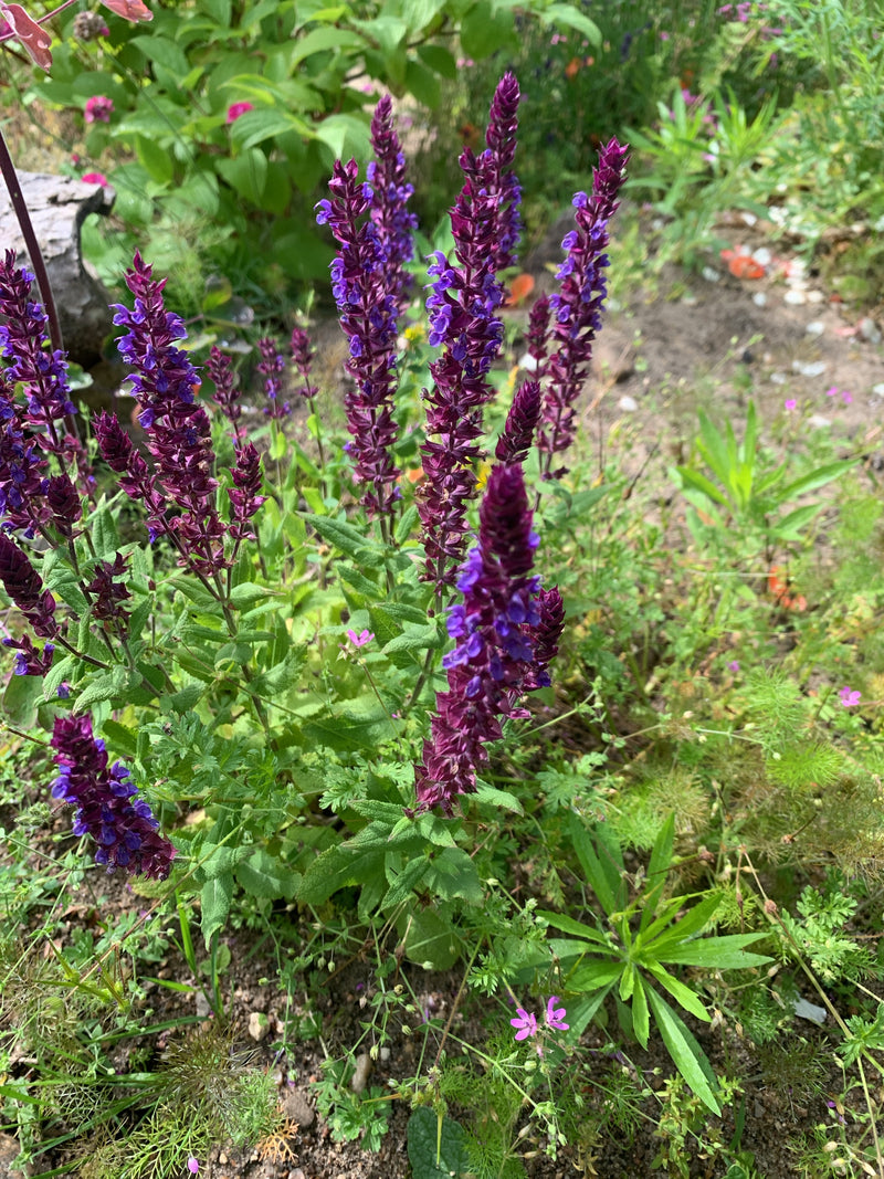 Si vede una pianta fiorita di salvia nemorosa con vistose spighe di fiori viola. Lo scatto mostra la pianta dall'alto in un ambiente da giardino.