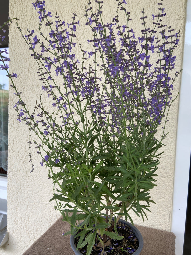 L'immagine mostra una pianta di salvia nemorosa in fiore in un vaso davanti a una parete chiara di una casa. Le numerose infiorescenze viola sono erette.