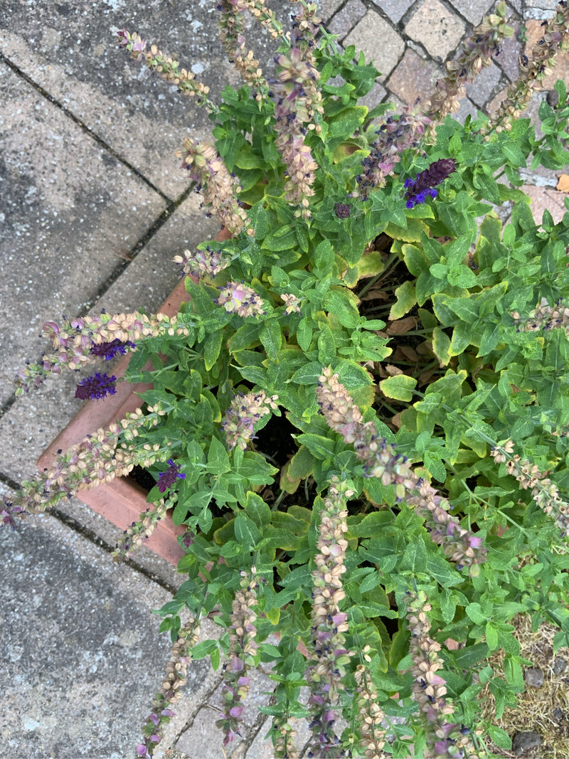 Si vede una salvia nemorosa in un vaso da fiori su pavimento in pietra. La pianta mostra foglie verdi e infiorescenze viola mature e parzialmente sbiadite.
