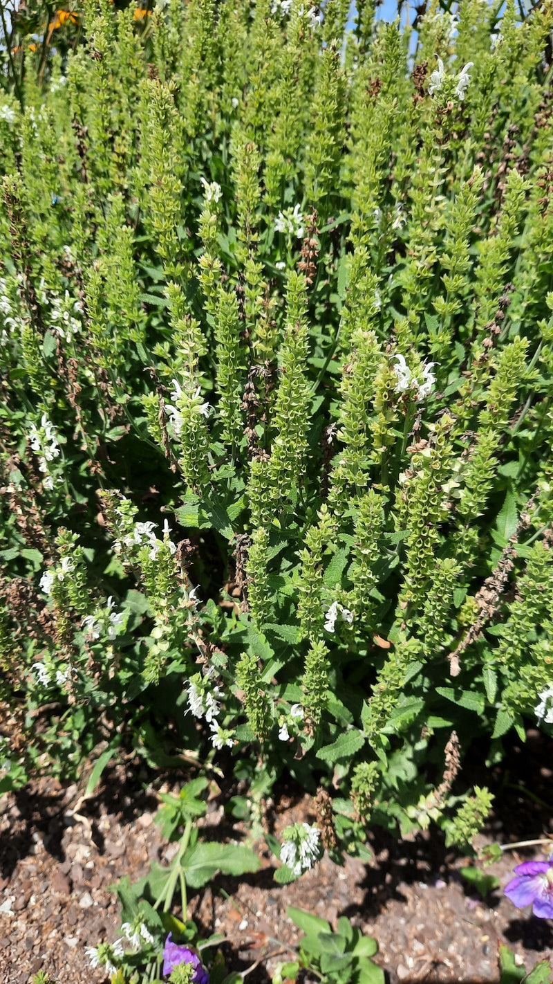 L'immagine mostra un gruppo denso di salvia dei boschi con numerose infiorescenze erette e foglie verdi. Le piante crescono in un'aiuola aperta con terra scura.