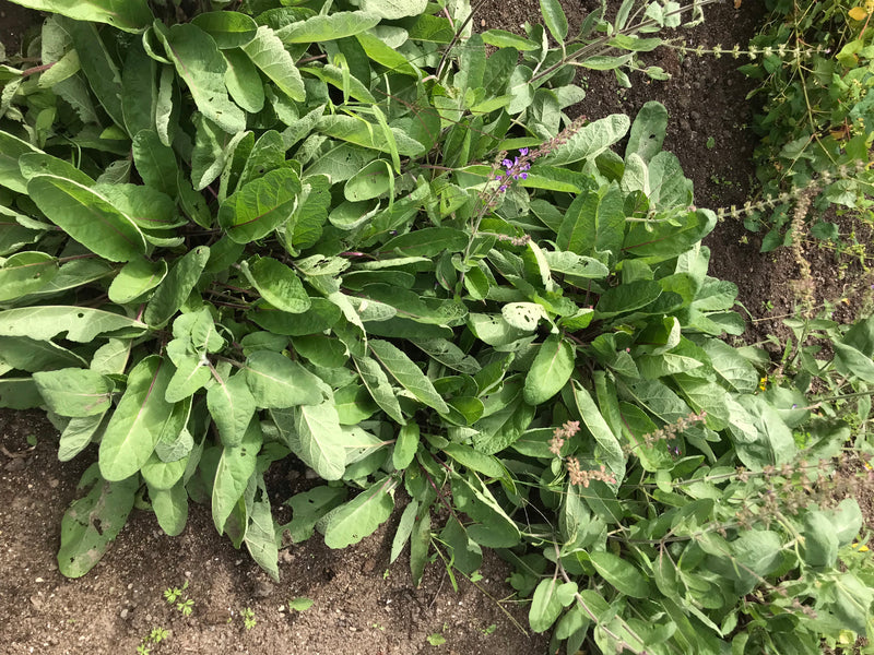 La foto mostra una pianta di salvia nemorosa con foglie verdi e prime infiorescenze viola che cresce su terreno nudo. Lo scatto è ripreso dall'alto verso il ...
