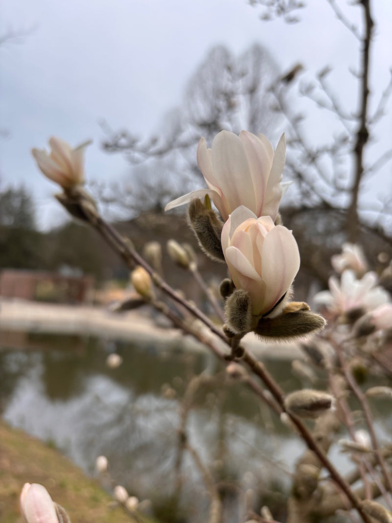 Stella Magnolia — Bild 1
