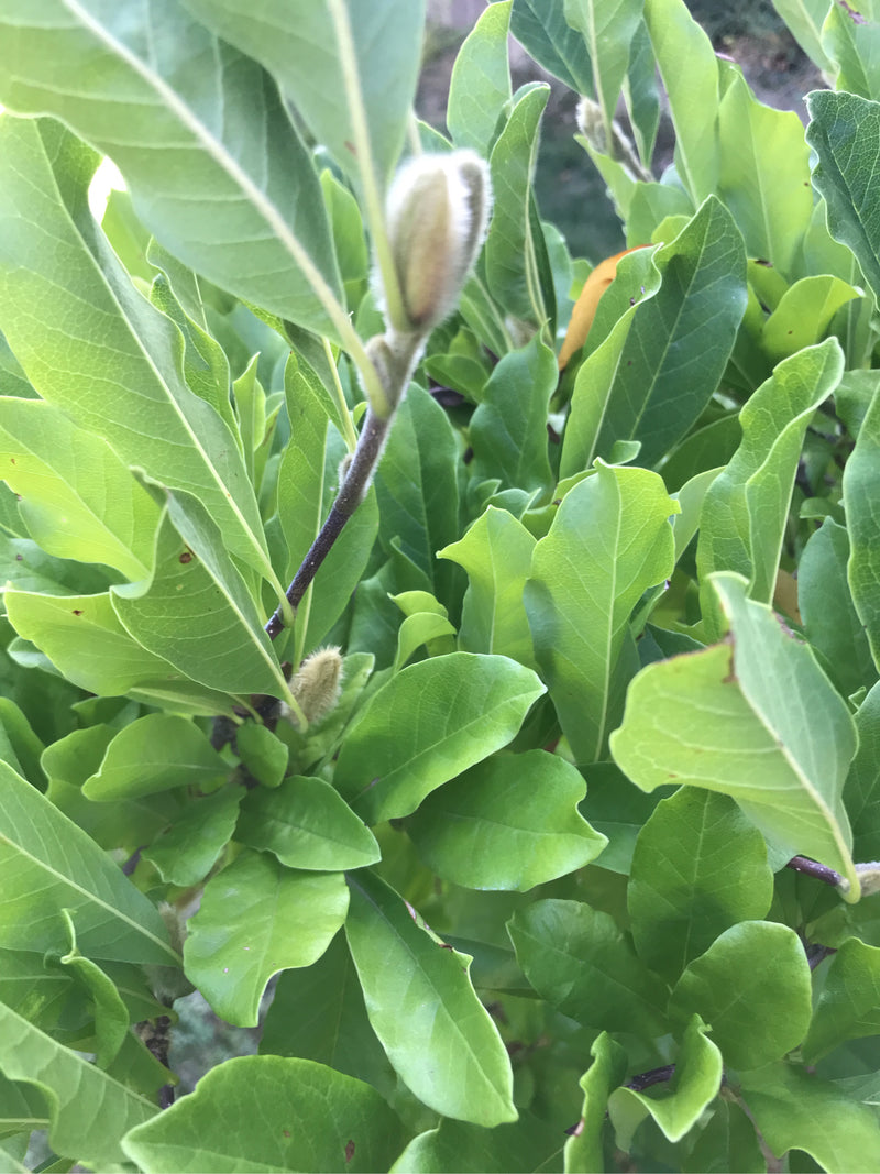 Si vedono le foglie verdi e lucide e un bocciolo caratteristicamente peloso di una magnolia stellata. L'immagine mostra una sezione del ramo da una prospetti...
