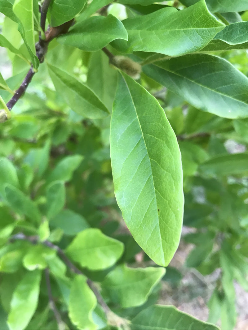 Sono visibili le foglie verdi e allungate di una magnolia stellata su un ramo. La struttura fogliare è chiaramente riconoscibile.