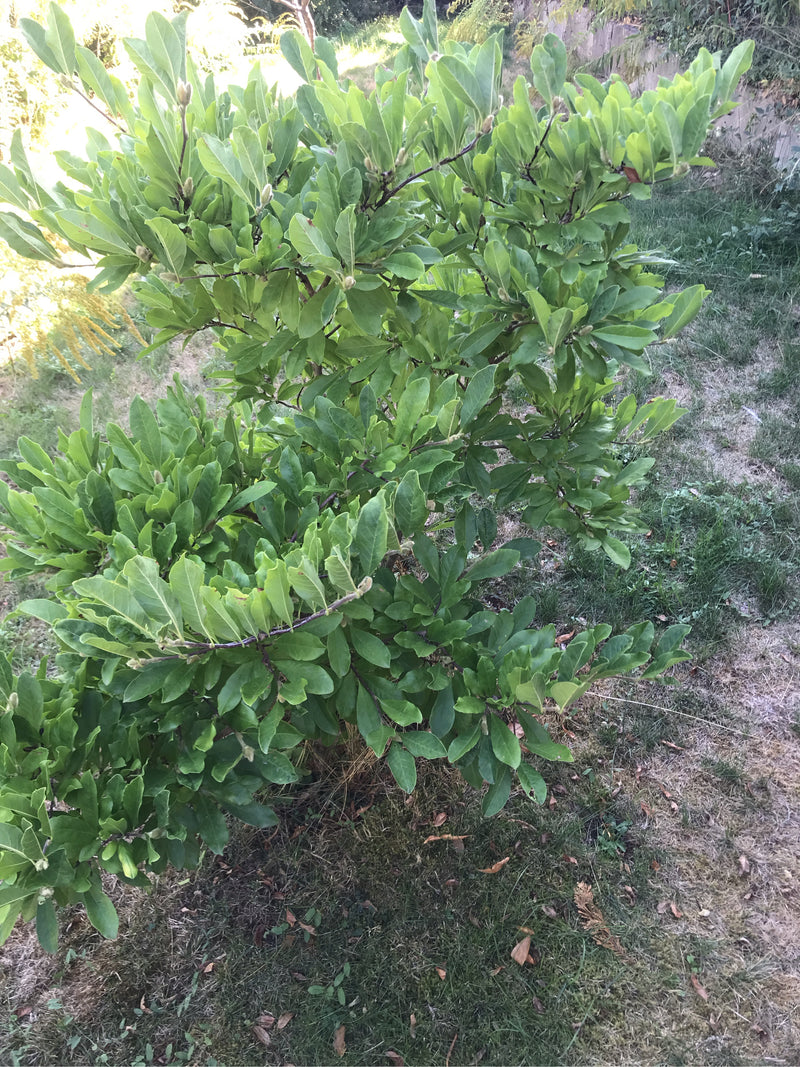 La foto mostra una magnolia stellata cespugliosa con un denno fogliame verde. Cresce in un giardino su un prato.