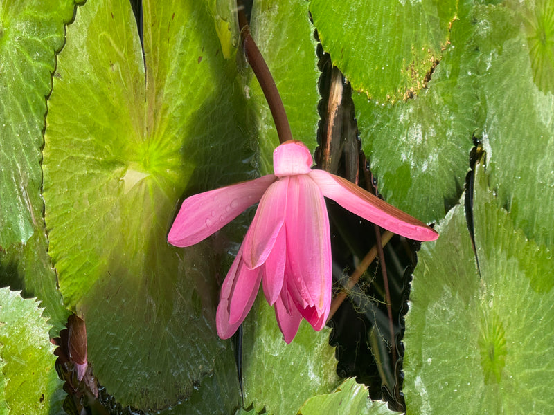 Un fiore rosa di ninfea stellata che galleggia tra grandi foglie verdi sulla superficie dell'acqua.