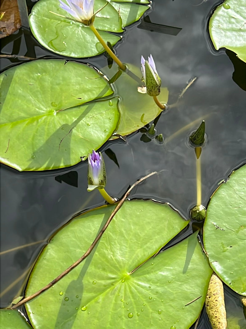Ninfea stellata — foto 2 di 4