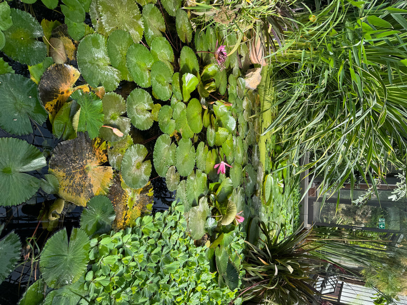 Numerose foglie galleggianti rotonde di una ninfea si estendono sulla superficie dell'acqua, tra le quali spuntano singoli boccioli e fiori rosa.