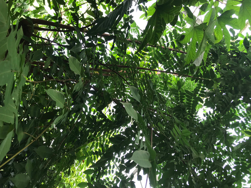 Sternfrucht — foto 2 di 2