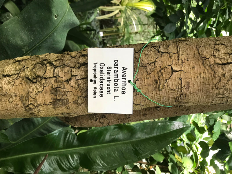 Sternfrucht — foto 1 di 2