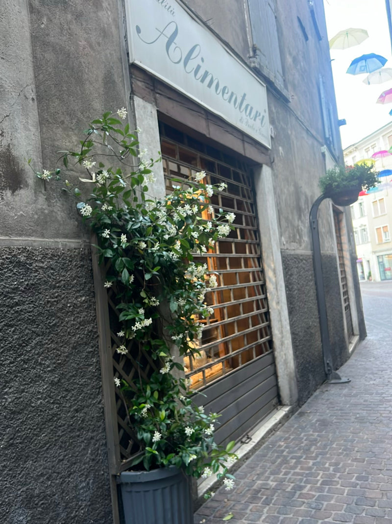 Gelsomino stellato — Bild 1