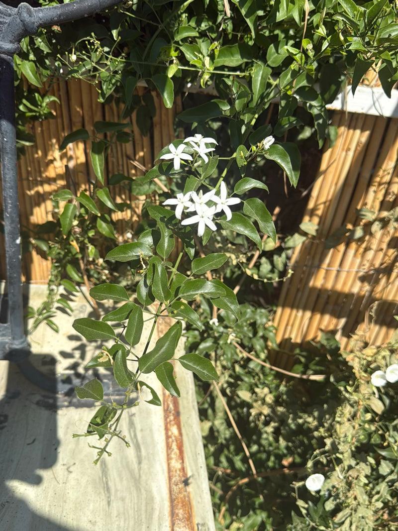 Si vede un gelsomino stellato in fiore con i suoi tipici fiori bianchi a stella e il fogliame verde. La pianta si arrampica davanti a una parete di bambù.