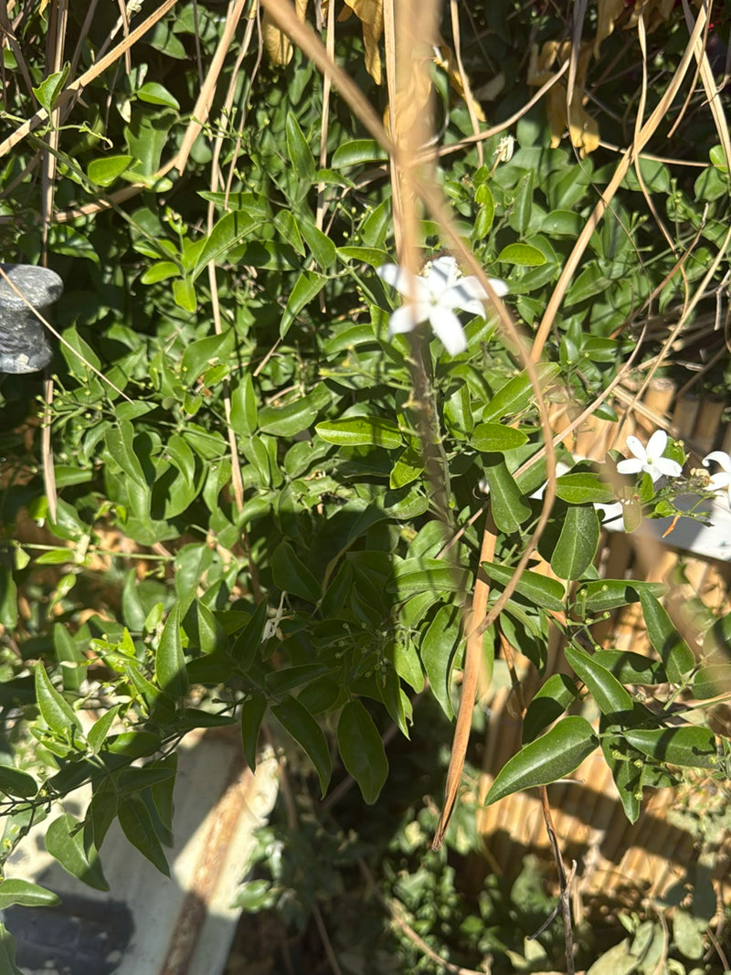 L'immagine mostra le foglie verdi e i caratteristici fiori bianchi del falso gelsomino. La pianta cresce in un ambiente naturale.