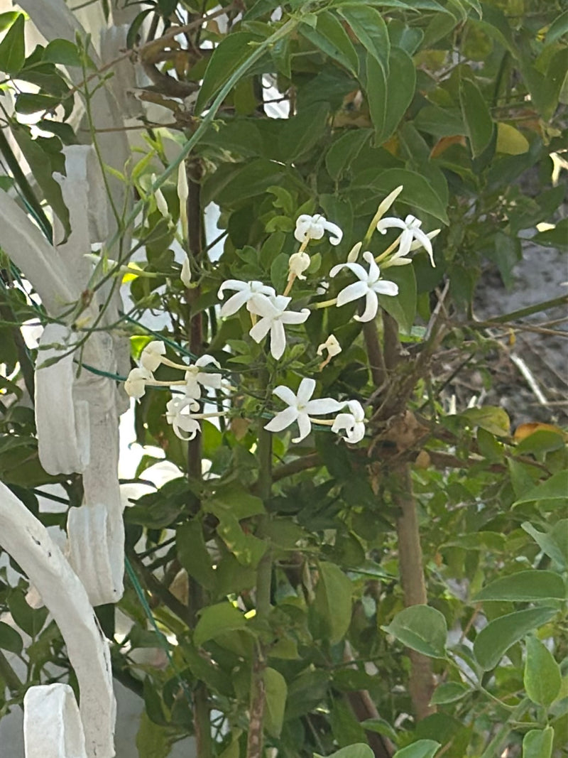 Si vede il falso gelsomino con i suoi caratteristici fiori bianchi a forma di stella e il fogliame verde. La pianta cresce su una struttura all'aperto.
