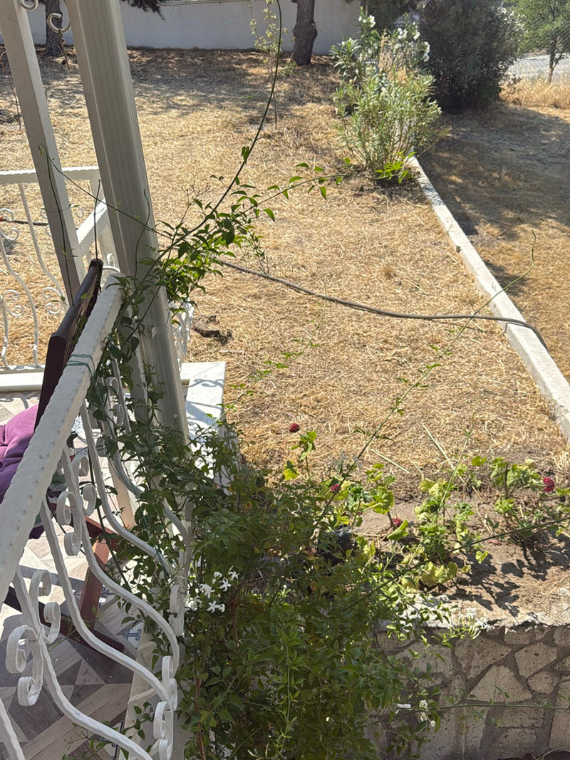 Si vede una giovane pianta di rincospermo che si arrampica su una ringhiera metallica bianca. Sullo sfondo c'è un giardino asciutto.
