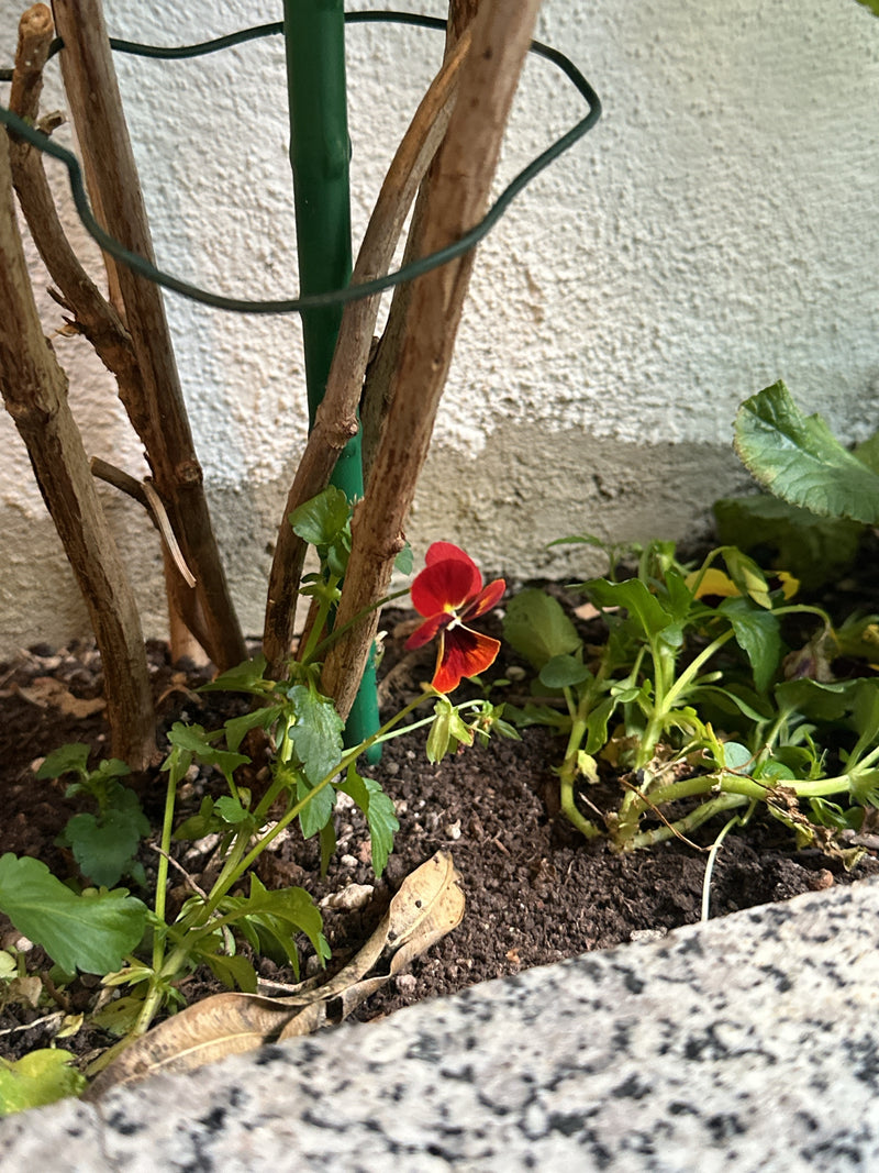 Viole del pensiero — Bild 2