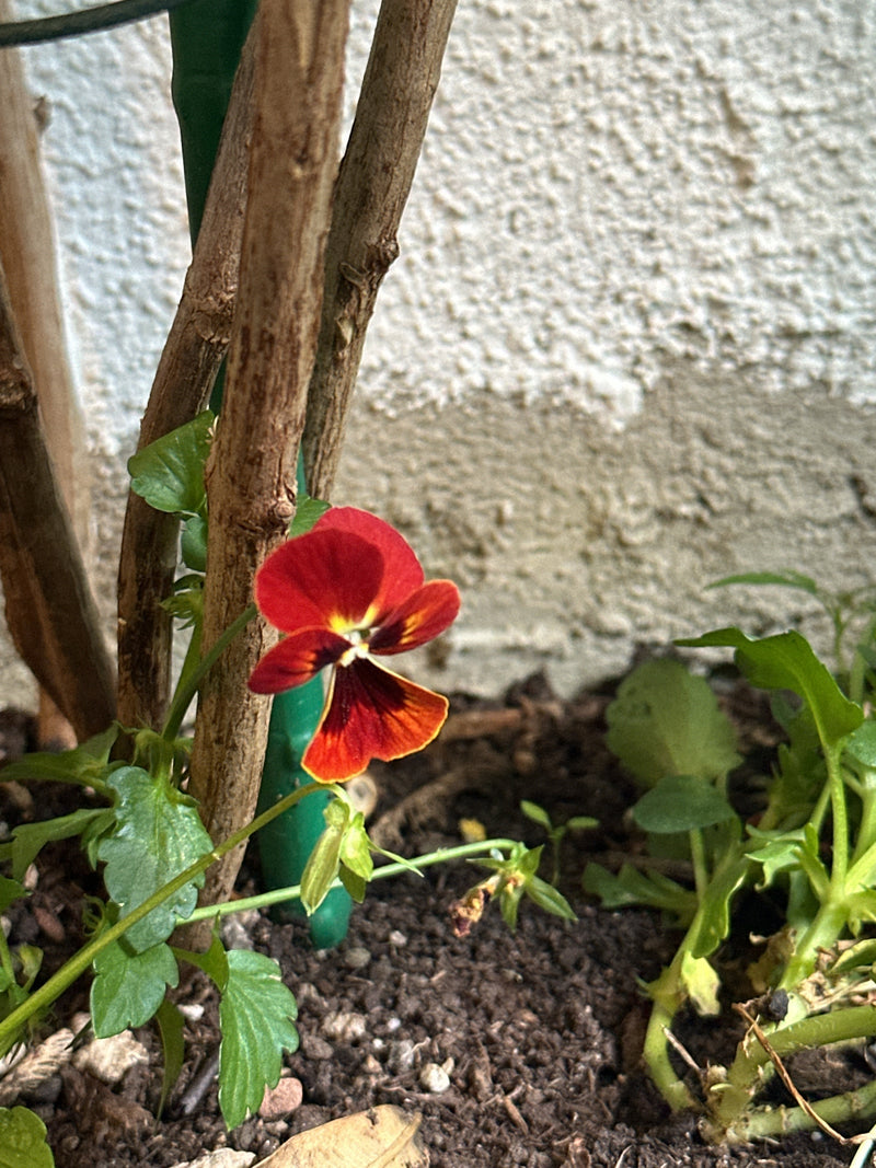 Viole del pensiero — Bild 1