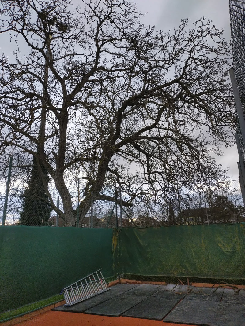 Quercia inglese — Bild 1