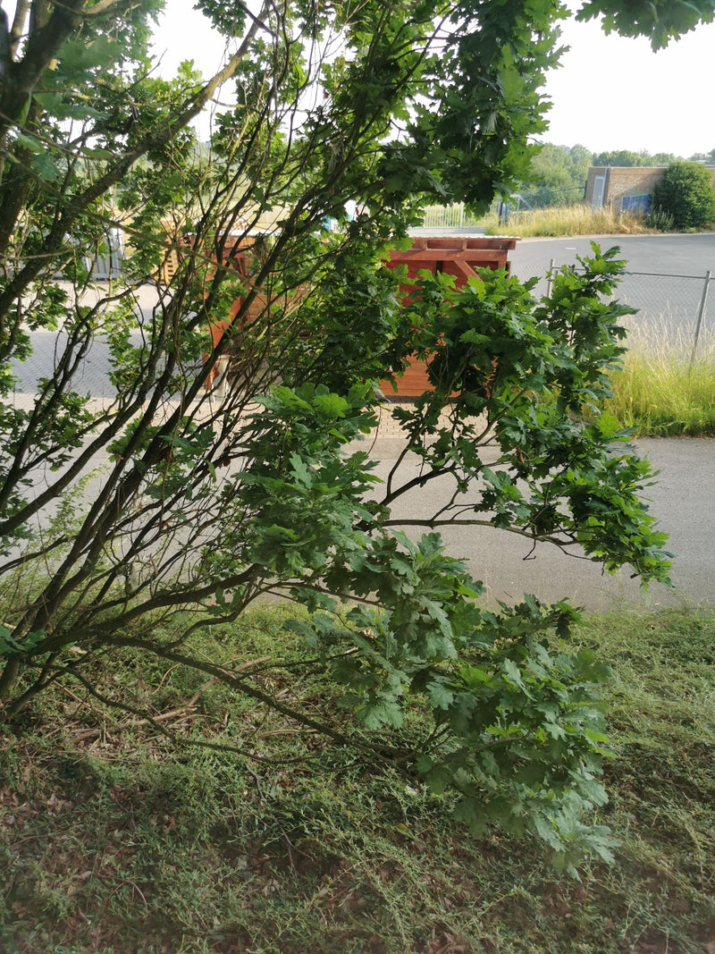Si vede un giovane farnia con caratteristiche foglie lobate ai margini di un sentiero. I rami crescono sopra una superficie asfaltata e un'area verde.