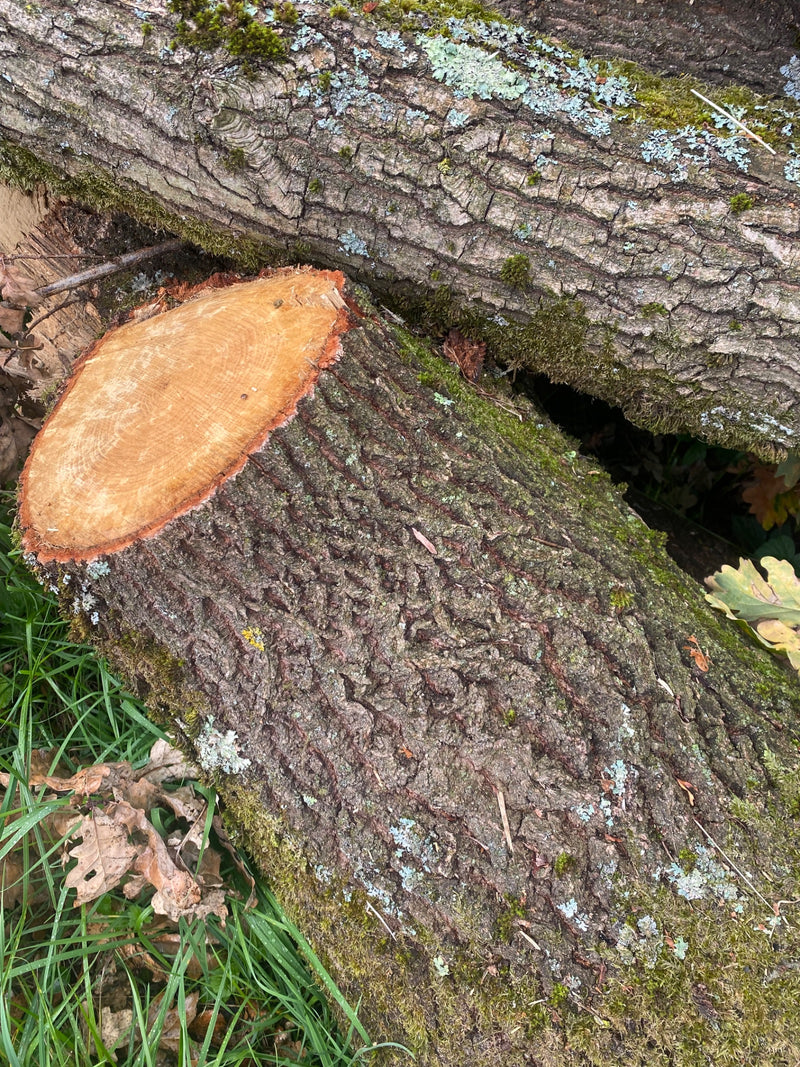 Sono visibili tronchi abbattuti di farnia con corteccia profondamente solcata, muschio e una superficie di taglio chiara. I tronchi giacciono sul suolo della...