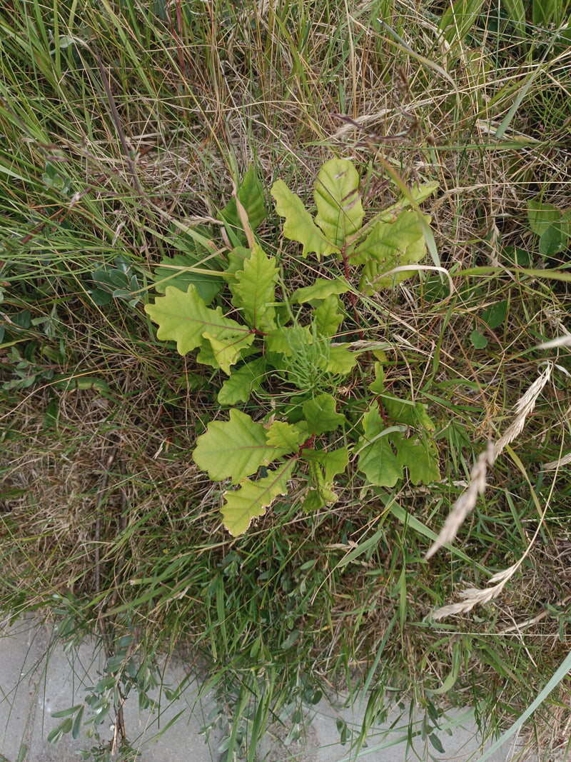 Si vede una giovane piantina di farnia con foglie caratteristicamente lobate, che cresce circondata da erbe in un prato.