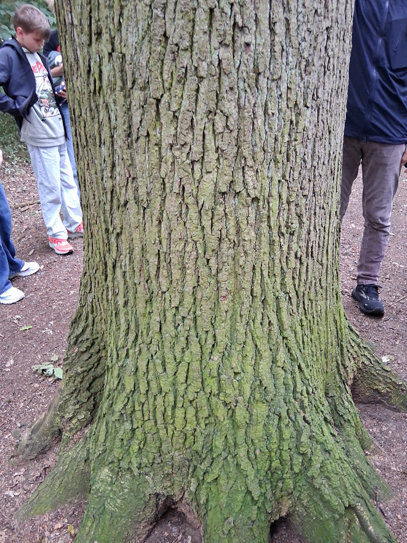 È visibile la parte inferiore del tronco di una farnia con la sua corteccia tipicamente fessurata. Sullo sfondo si trovano persone sul terreno del bosco.