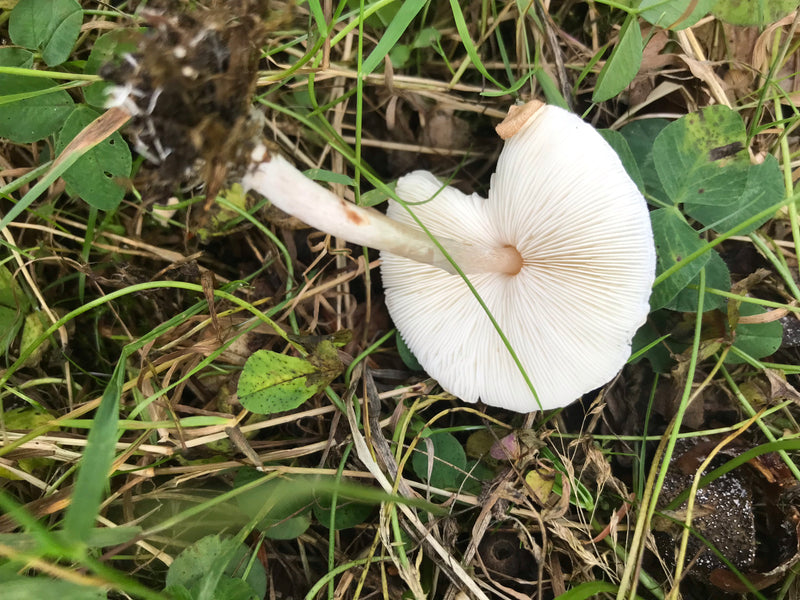 Stink-Schirmling — foto 1 di 2
