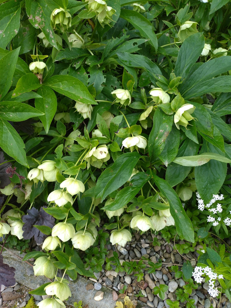 Si vede un elleboreo puzzolente cespuglioso con numerosi fiori a campana verde chiaro e foglie verde scuro su terreno ghiaioso.