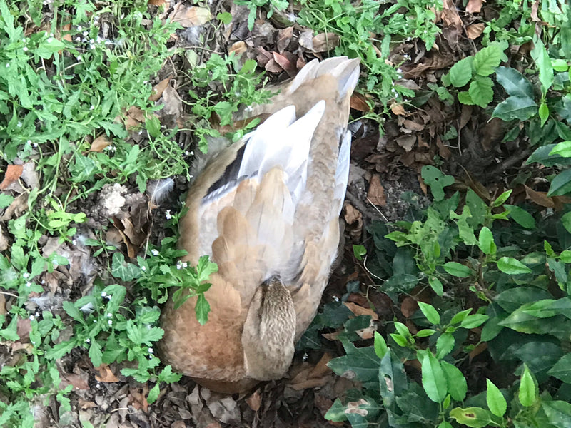 Un germano reale riposa sul terreno tra il fogliame e le piante verdi.