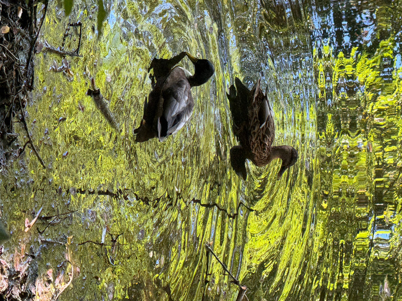 Due germani reali nuotano su uno specchio d'acqua la cui superficie è caratterizzata da riflessi verdi e increspature. La scena mostra un maschio e una femmi...