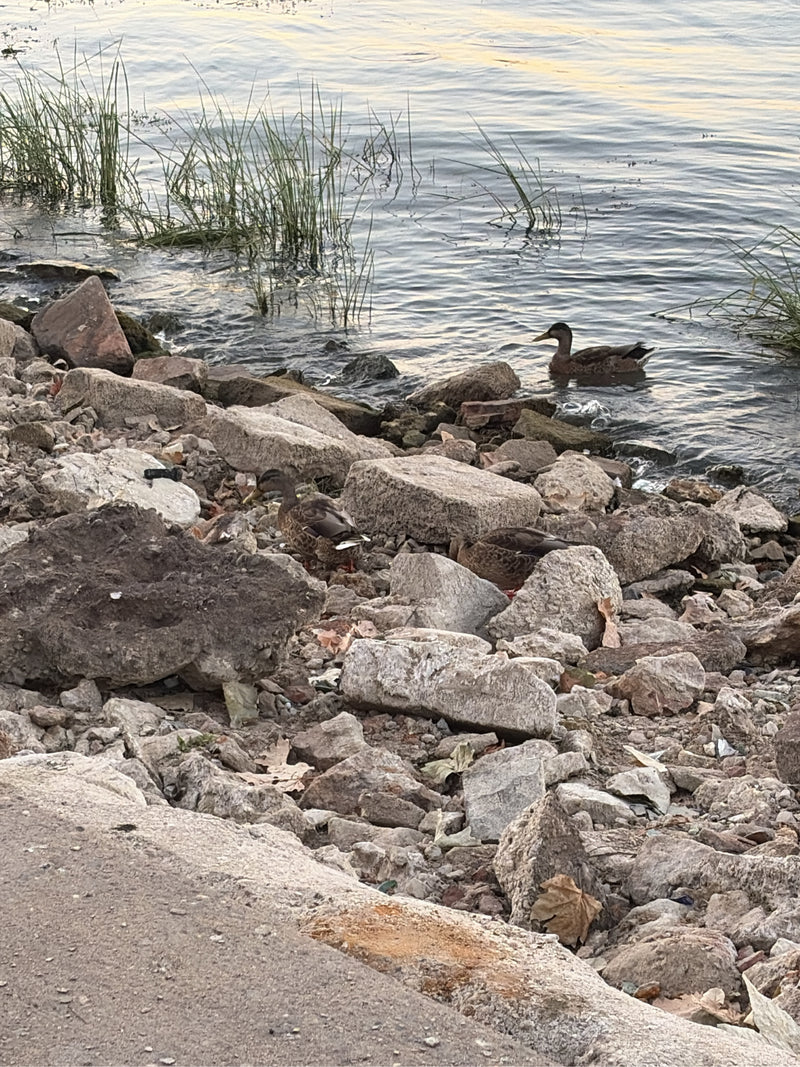Diversi germani reali si trovano su una riva sassosa e nell'acqua poco profonda. Gli uccelli sono in piedi tra le rocce e nuotano nel lago.