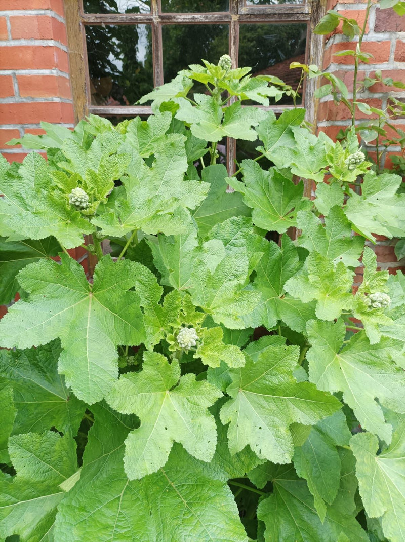 Malvarose — Bild 1