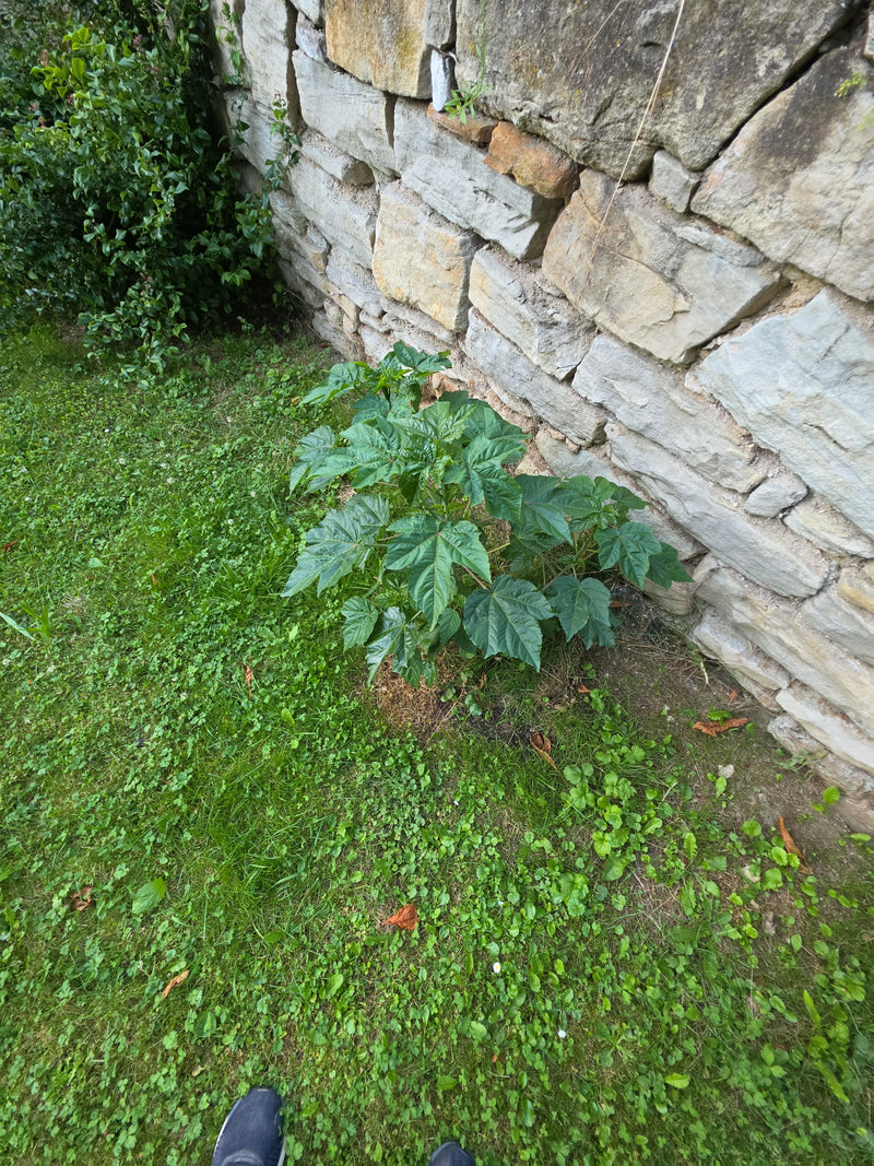 Una giovane malvavischio cresce su un prato proprio davanti a una rustica parete di pietra. Le foglie verdi tipicamente lobate della pianta sono chiaramente ...